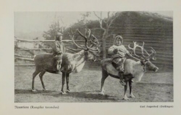1926 - Rentiere / Junge Elche - alter Druck